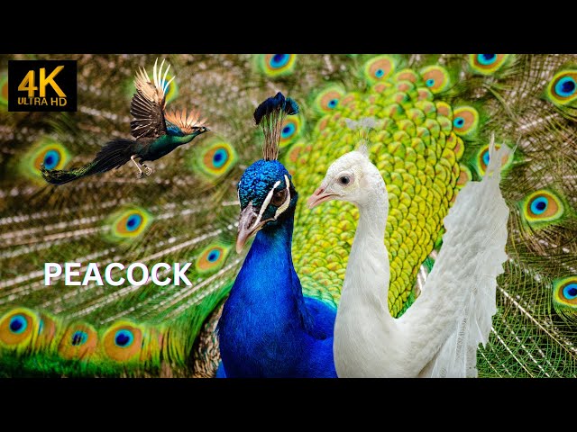 peacock sings 4k. Beautiful animals