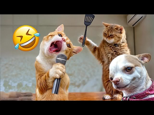 Trending Funny Animals 2024😹Funniest Dogs and Cats😻Part 17