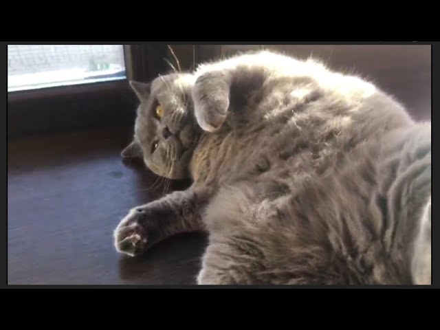Simon British Shorthair Cat Relaxing in the Sun | Chat Britannique Se Met au Soleil
