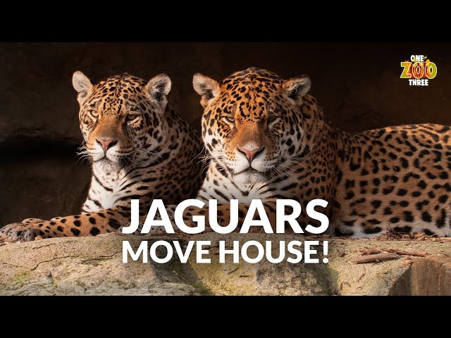 Jaguars MOVE HOUSE! | One Zoo Three