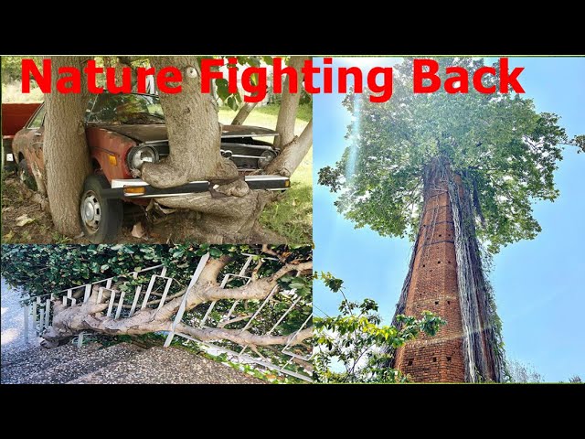 Best Of  Nature Fighting Back