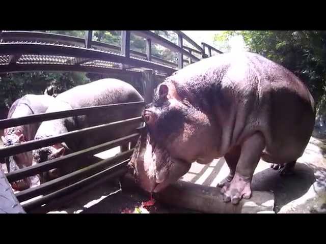 Hippo loves watermelon