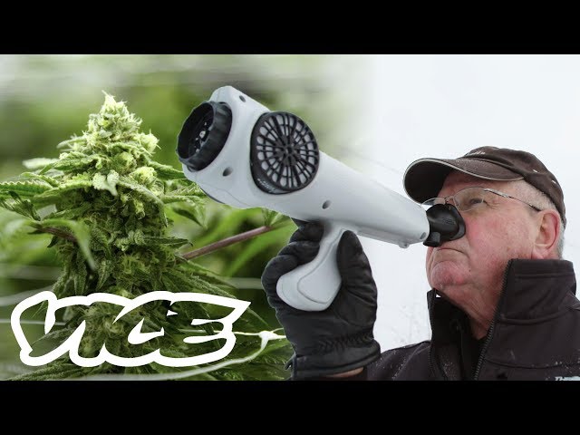 The Gadget That Measures How Strong Your Weed Smells