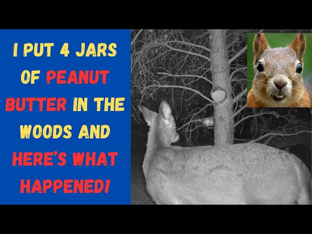 I put four jars of Peanut butter in the woods and the animals came!