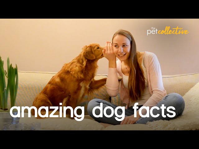 Amazing Pet Facts: DOGS