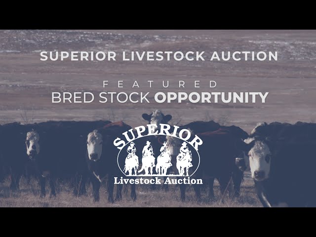 Featured Bred Stock Opportunity at Superior Livestock Auction