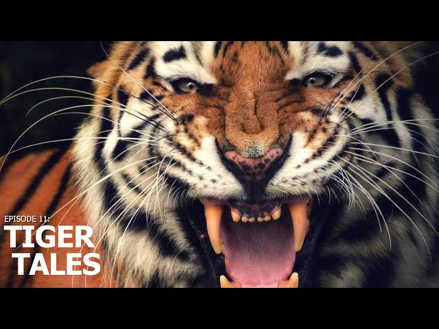 A Perfect Day | Ep 11: "Tiger Tales"