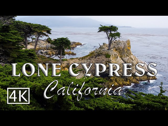[4K] Lone Cypress at 17-Mile Drive - California