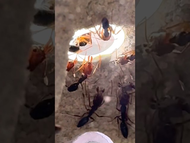 Saving My Ant Colony | Trapjaw Ants (Odontomachus ruginodus)