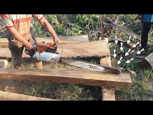 Old Palm Tree Wood Sawing Skills In Country Side With Chainsaw STIHL MS 070