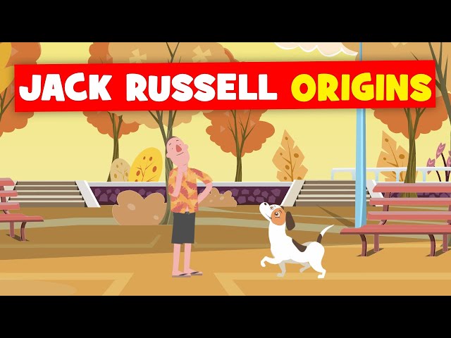 Jack Russell Origins (+5 Quick Facts!)