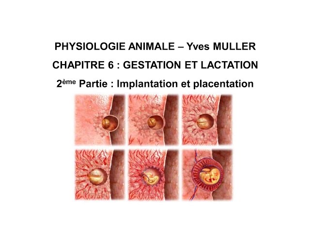 Chapitre 6-2 Implantation et placentation