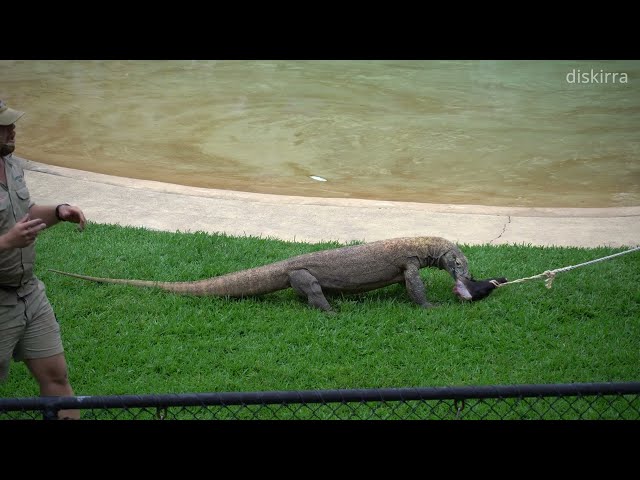 Komodo Dragon | Australia Zoo