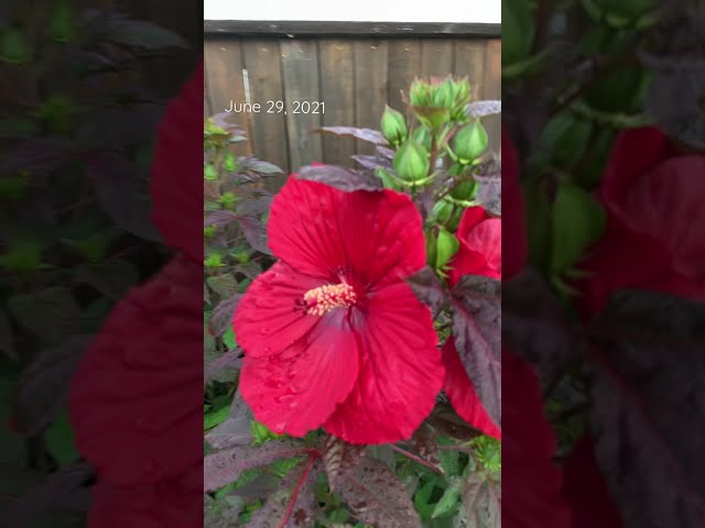 Fun with the Midnight Marvel Hibiscus