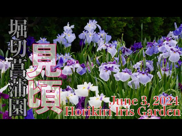 2024年6月3日【菖蒲】堀切菖蒲園　見頃です。　Horikiri Iris Garden  チャンネル登録お願いね🥺