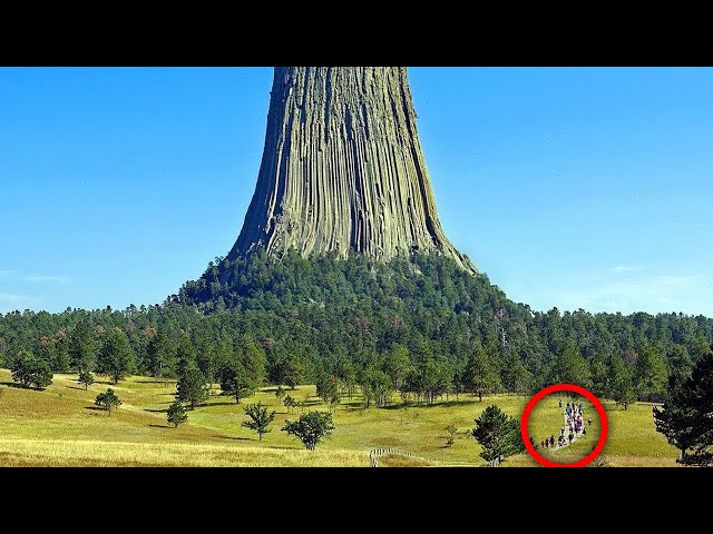 Oto Największe drzewo na świecie, które szokuje wszystkich