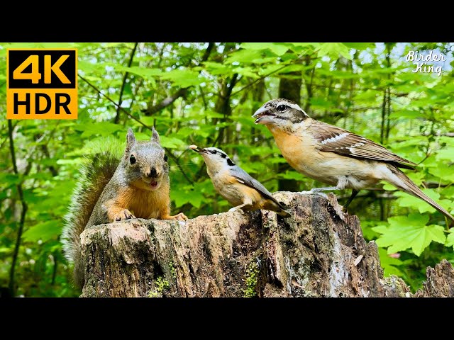 Cat TV for Cats to Watch 😺 Cute Birds & Little Squirrels in the Forest 🐿 8 Hours 4K HDR