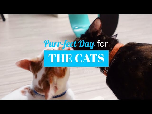 Sony’s Digital Camera ZV-1 | Purr-fect Day with the Cats