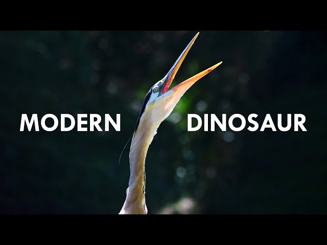 Herons Are Modern Dinosaurs