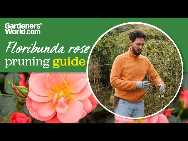 How to prune a floribunda rose like a pro