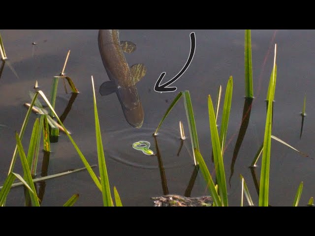 Watch This Baby Frog get BLOWN UP over and over by Canal Pike!