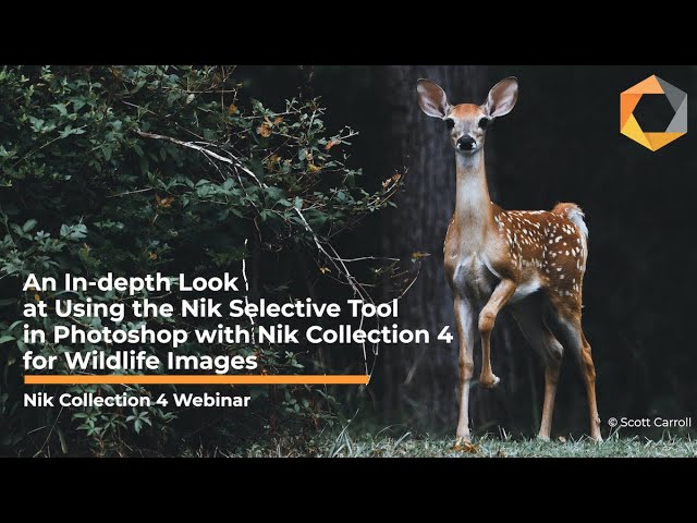 Using the Nik Selective Tool in Photoshop with Nik Collection 4 for Wildlife Images