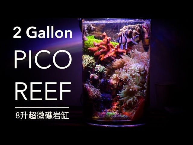 2 Gallon Pico Reef - 8升超微礁岩缸