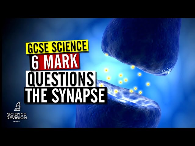 How to answer a 6 mark GCSE biology question on the synapse