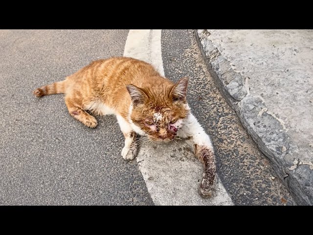 Wounded in a turf dispute, this male stray cat seeks aid by ingratiating himself with passersby.