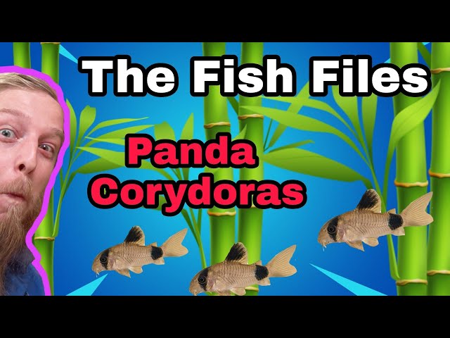PANDA CORYDORAS. Everything you need to know! Complete care guide.