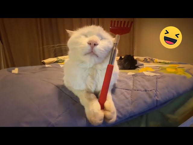 Try Not To Laugh Cats Videos 🤣 Best Funniest Cats Videos 2024 😻 V1