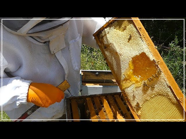 Beekeeper LOOKS FOR HONEY and finds THIS