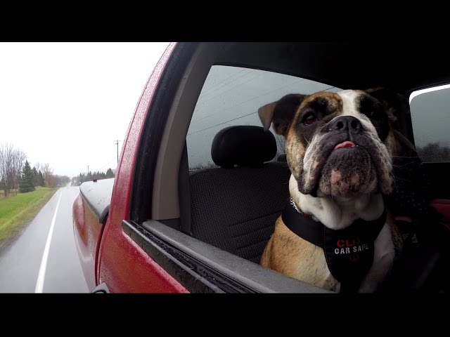 Do dog harnesses keep your pet safe in a car crash? (CBC Marketplace)