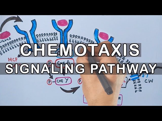 Chemotaxis | Signaling Pathway in Bacteria