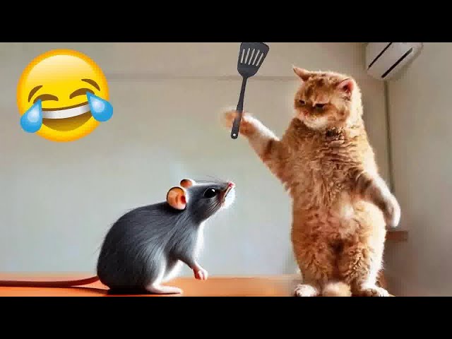 When God sends you a funny cat 🐈🤣 Funniest cat ever 😹🐈