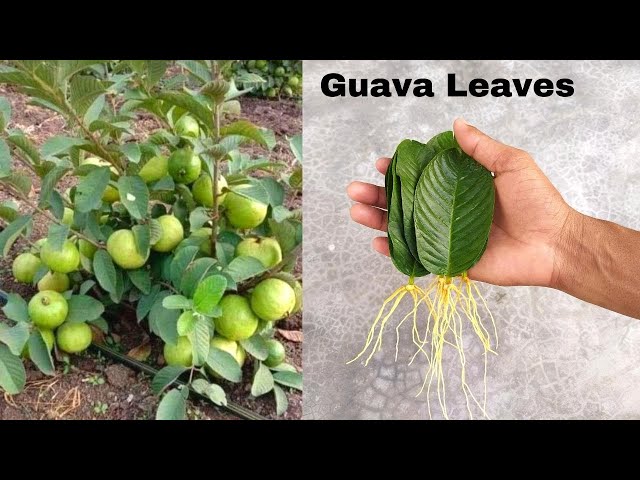 How to grow guava trees from guava leaves - With 100% Success