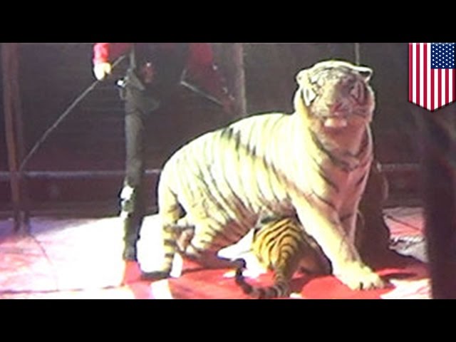 Circus tiger abuse: HSUS investigation reveals tiger was whipped 31 times in two minutes - TomoNews