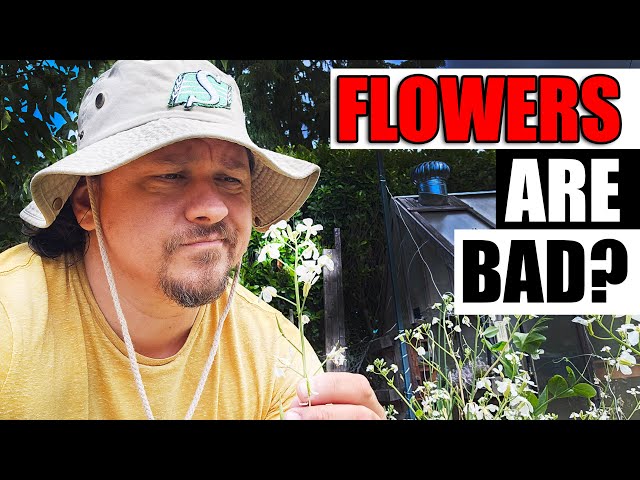 Why Flowers Are Bad - Garden Quickie Episode 158