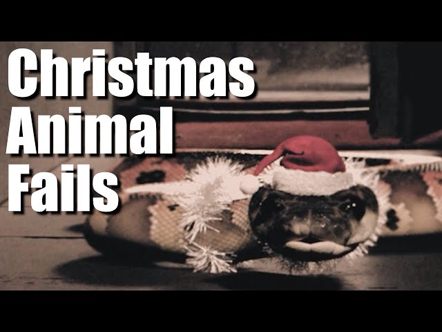 The Forgotten Animals of Christmas