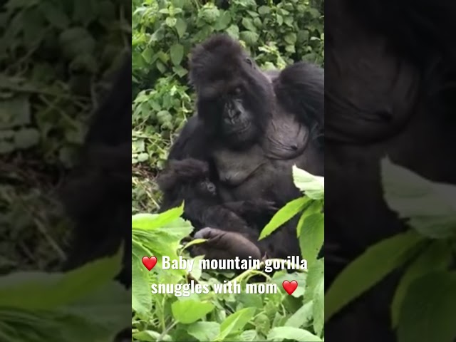 Cutest baby mountain gorilla 🦍