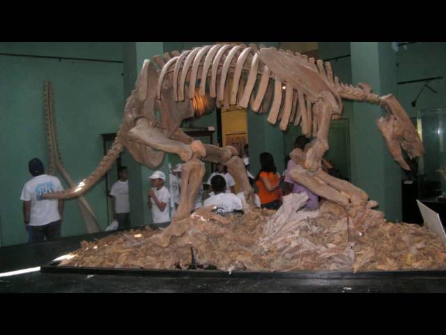 Museo de Historia Natural de Perú