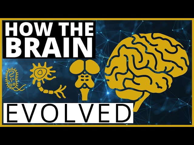 The Evolution of the Brain