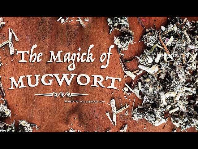 The Magick of Mugwort ~ The White Witch Parlour