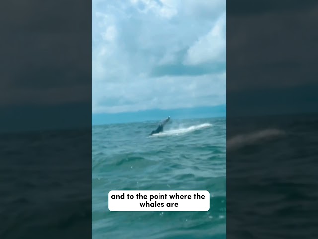 Ballenas en buenaventura Colombia
