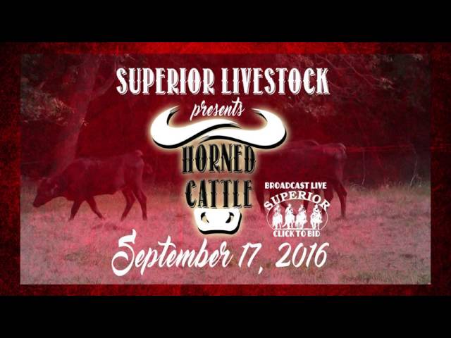 Superior Livestock presents the semi-annual Horned Cattle Auction on Saturday September 17th