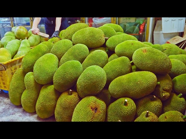 Biggest Size Fruit！Fresh Jackfruit Harvesting and Jackfruit Cutting Skills / 超療育！巨大波羅蜜採收和切割技巧