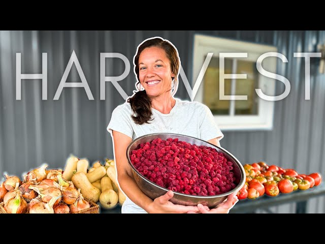 Late-Summer HARVEST: Bringing in FOOD for WINTER (Part 1)