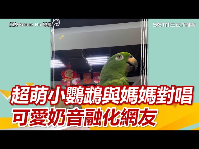 超萌小鸚鵡與媽媽對唱 可愛奶音融化網友｜三立新聞網 SETN.com