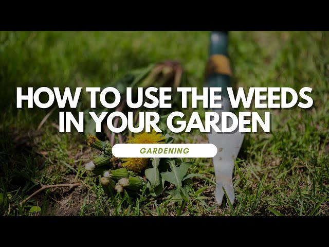 How To Use The Weeds In Your Garden