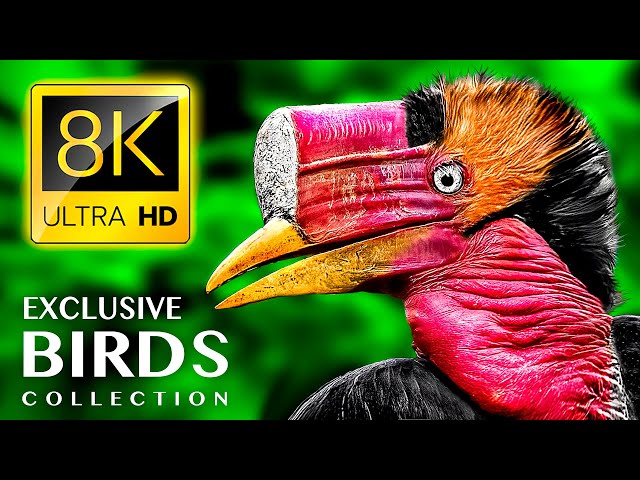 EXCLUSIVE BIRDS COLLECTION 8K ULTRA HD